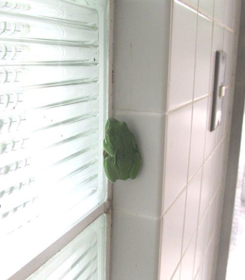 カエルのイメージ1